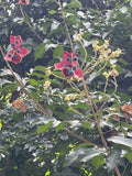 25 HAWAII Mgambo Black Pearl Tree Seeds Tropical Ornamental Bonsai Authentic Garden Plants