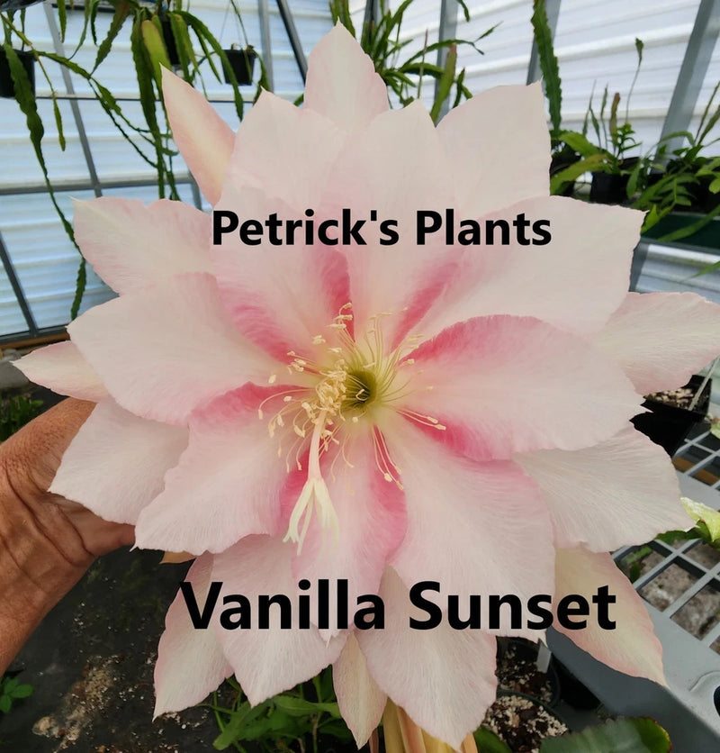 Large orchid cactus plant with vanilla-peach pink bloom and buds