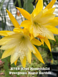 Rooted Epiphyllum Orchid Cactus ÒKiwi Honey ChildÓGrowing In 4Ó Starter pot. Orchids