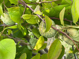 5 Rare El Bumpo Cherimoya Tree Cuttings, Annona Cherimoya, Fruit Tree Cuttings Garden Plants