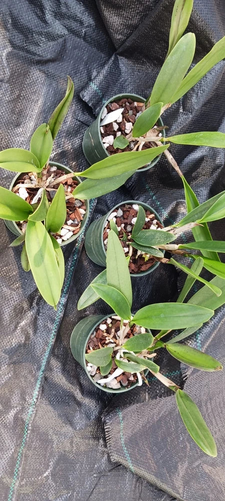 Orchid Wholesale price 4, 10, 15, 25 pack Cattleya Brassavola in 4 inch pots,to Orchids