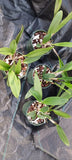Orchid Wholesale price 4, 10, 15, 25 pack Cattleya Brassavola in 4 inch pots,to Orchids