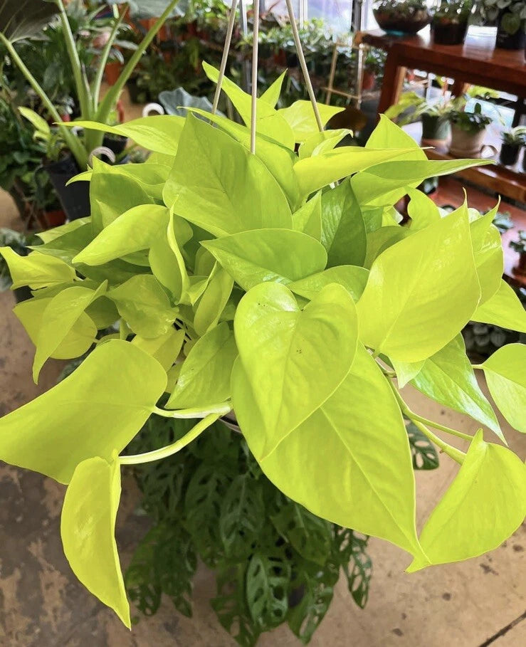 Neon green pothos basket plant with heart-shaped trailing leaves