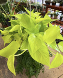 Pothos Neon Basket Orchids