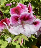 Geranium Pink & White Cuttings 5 Beautiful Fresh Pelargonium Ready To Plant Flowering Plants