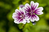 20 ZEBRA MALLOW Malva sylvestris var. Zebrina Flower Seeds Flowering Plants
