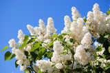 20 WHITE TREE LILAC Hummingbird Flower Fragrant Peking Syringa Pekinensis Seeds Flowering Plants