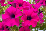 1000 SHANIN PETUNIA Integrifolia Violacea Pink Purple Wild Flower Seeds *CombS/H Flowering Plants