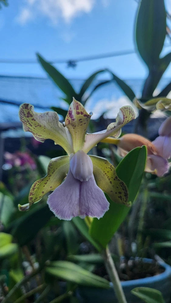 Cattleya small orchid flower with purple ruffled lip and speckled yellow-green petals