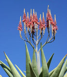 Aloe littoralis @@ exotic succulent rare cactus seed garden plant agave 15 SEEDS Garden Plants