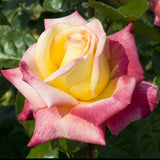 Love & Peace Bush Rose Seeds - Pack 30 Seeds - Rose Flower Gardening Garden Plants
