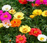 MOSS ROSE SEEDS 500+ PORTULACA DOUBLE MIX annual FLOWER garden FREE SHIPPING Garden Plants