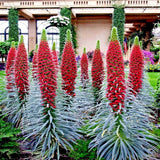 20 TOWER OF JEWELS SEEDS (Echium Wildpretii) Hummingbird Garden Flower Plant Garden Plants