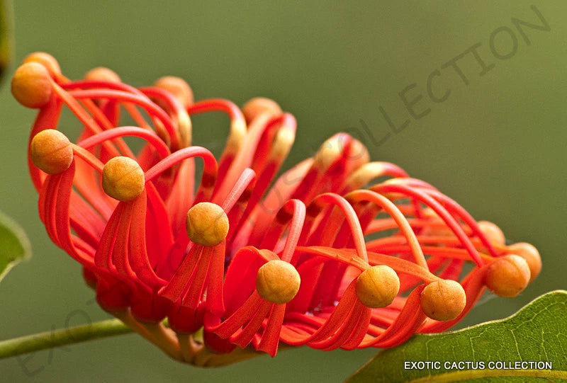 RARE STENOCARPUS SINUATUS firewheel tree @@ exotic flowering trees seed 5 SEEDS Orchids