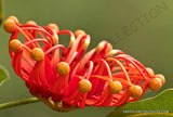 RARE STENOCARPUS SINUATUS firewheel tree @@ exotic flowering trees seed 5 SEEDS Orchids