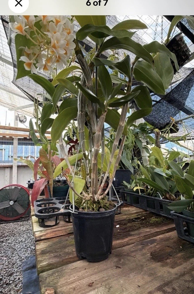 Blooming orchid plant in black grow pot, with green leaves and white-yellow flowers