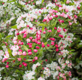 30 Sargent CRAB APPLE Shrub Hummingbird Flower White Red Malus Sargentii Seeds Flowering Plants