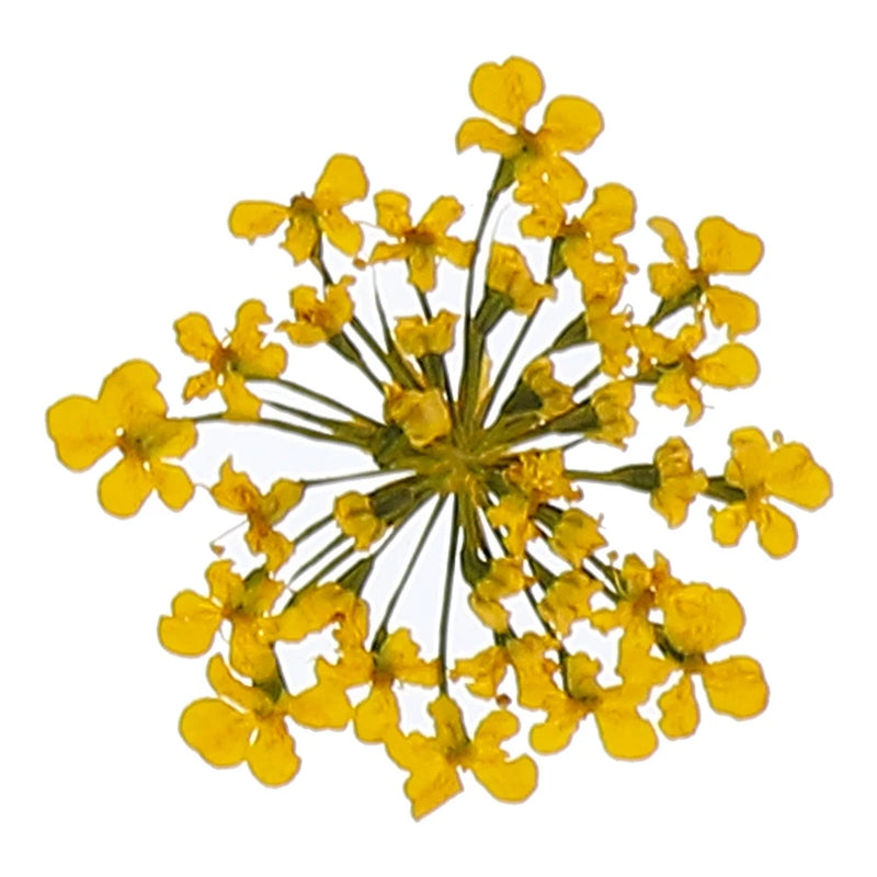 Dried pressed dark yellow small flower bundle for DIY crafts