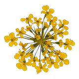 24Pcs Dried Pressed Flowers, Lace Flowers for DIY Making, Dark Yellow Dried Flower