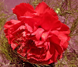 CARNATION GRENADIN SCARLET Dianthus Caryophyllus - 20 Seeds Carnation