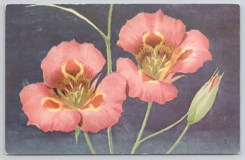Mariposa Lily Flower Wildflower 1957 Postcard Lily