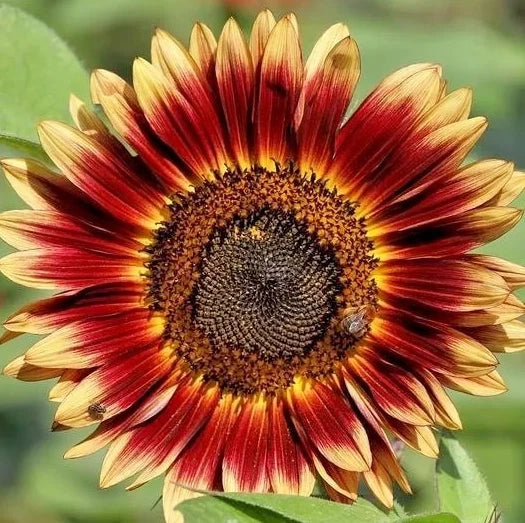 200+ INDIAN BLANKET SUNFLOWER SEEDS --- Native Wildflower ---------- Cut Flowers Flowering Plants