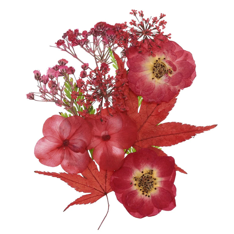 Pressed red dried flowers and leaves for DIY crafts