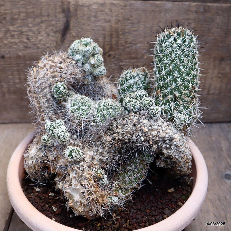 Spiny green cactus plant with clustered rounded stems in a round pot