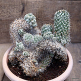 A2781 CORYPHANTHA VILLARENSIS pot25-H21-W23 cm MaMa Cactus Green Plant