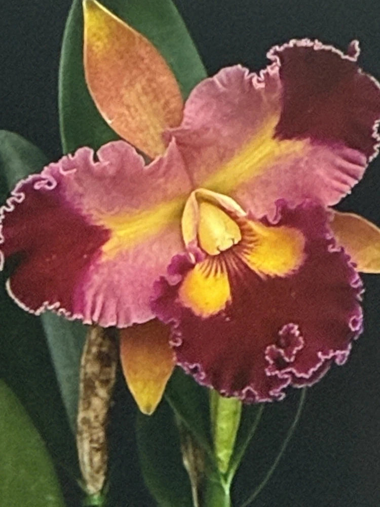 Orchid Plant Cattleya Rlc Chief Queen Lighting 2 stem bare root not perfect Orchids