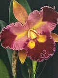 Orchid Plant Cattleya Rlc Chief Queen Lighting 2 stem bare root not perfect Orchids