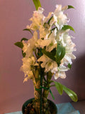(230-9)Den.Spring Dream Apollon    BS   Fragrant Orchids