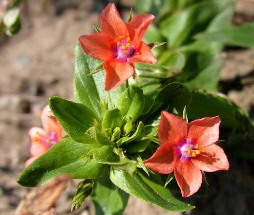 PIMPERNEL SCARLET Anagallis Monelli - 1,000 Bulk Seeds Garden Plants