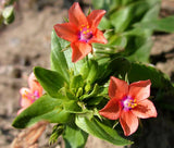 PIMPERNEL SCARLET Anagallis Monelli - 1,000 Bulk Seeds Garden Plants