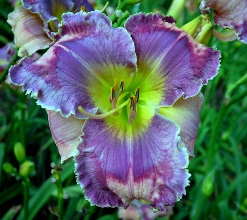 Daylily orchid flower cluster with ruffled purple petals and green-yellow center