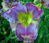 Daylily cv Ocean Lotus, Perennial, Tetraploid, Rebloom, $ Double fan Orchids