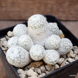 D4032 MAMMILLARIA HUMBOLDTII pot8-H6-W8 cm MaMa Cactus Green Plant