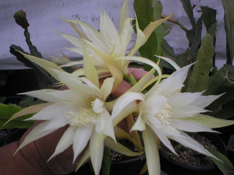 White orchid cactus flowers with long pointed petals and green stems