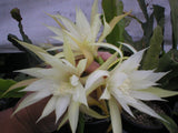 Epiphyllum, Orchid Cactus, " BLECK'S HYBRID ", Don's Quart pots APRIL/1 Orchids