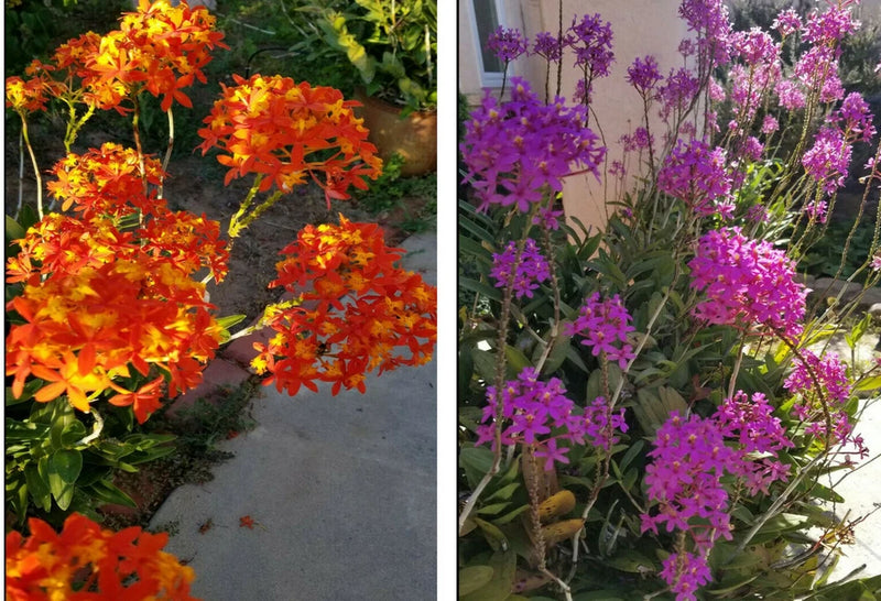 Orange-yellow orchid cluster with multiple blooms