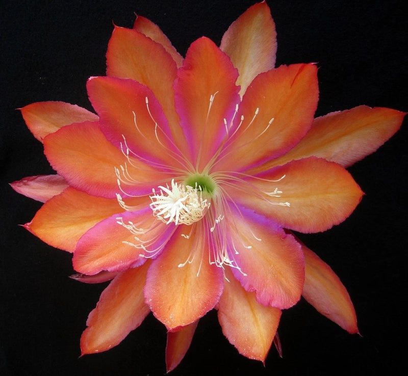 Orange and pink orchid cactus flower with white stamens