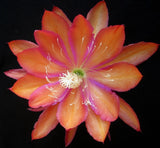 Epiphyllum, Orchid Cactus, " PELE ", Don's Quart pots MAR/4 Orchids