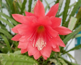 Red Orchid Cactus Epiphyllum Oxypetalum - 2 Plants in 4 Inch Pot Orchids