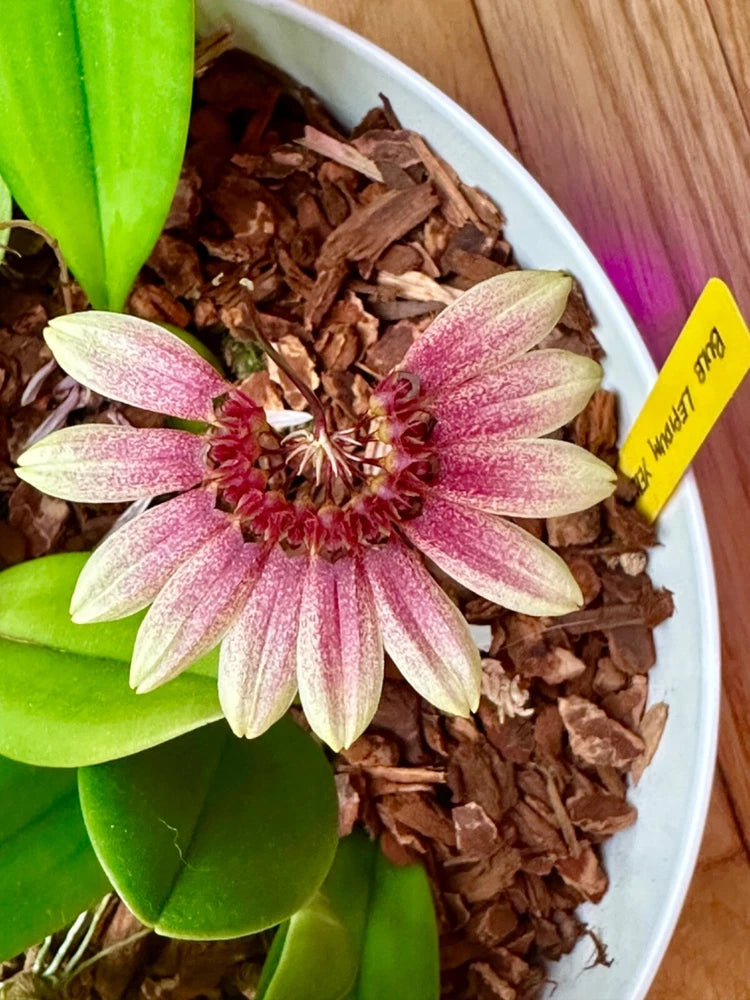 Blooming yellow-pink orchid with star-shaped petals in a pot