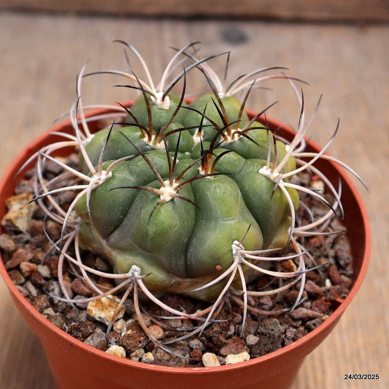 Gymnocalycium cactus plant in terracotta pot, round green body with white spines
