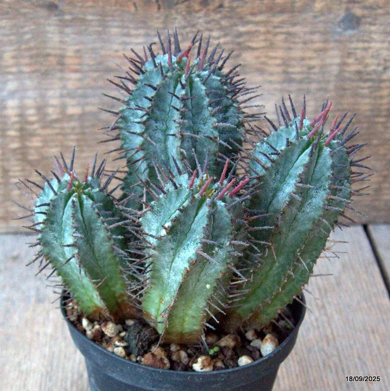 D6497 EUPHORBIA HORRIDA pot10-H13-W14 cm MaMa Cactus Green Plant