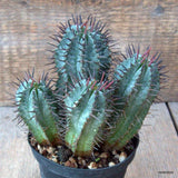 D6497 EUPHORBIA HORRIDA pot10-H13-W14 cm MaMa Cactus Green Plant