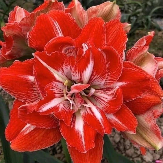 Double-flower amaryllis lily bulb with red and white striped blooms