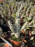 Mulit heads Pachypodium saundersii plants Garden DŽcor Boutique Garden Plants