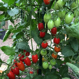 50+ Juliet F1 Tomato Hybrid Heirloom Seeds for Garden - USA - FREE SHIPPING! Garden Plants